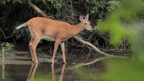 A white-tailed deer feeds and rests on the bank of a river in New Jersey.