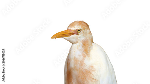 side portrait of adult cattle egret isolated on white background, white color bird with yellow beak