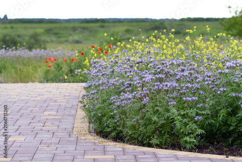 Colorful Wildflower Garden Border with Phacelia Blossoms Beside Modern Paved Walkway