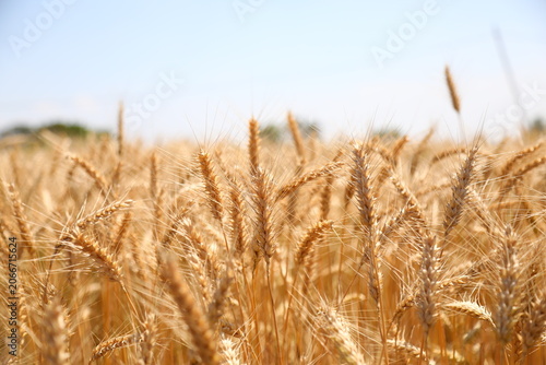 Wheat field on a sunny day. Grain farming, ears of wheat close-up. Agriculture, growing food products.