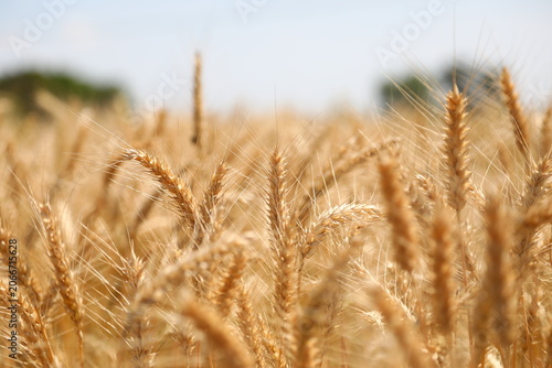 Wheat field on a sunny day. Grain farming, ears of wheat close-up. Agriculture, growing food products.