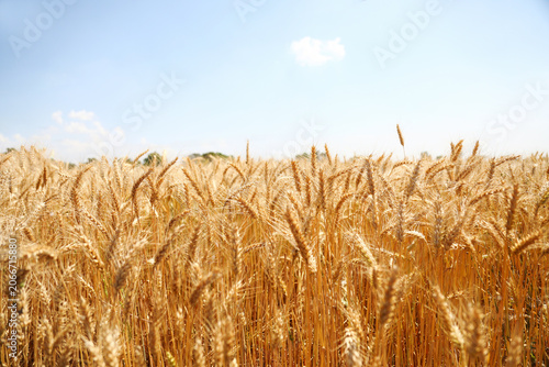 Wheat field on a sunny day. Grain farming, ears of wheat close-up. Agriculture, growing food products.