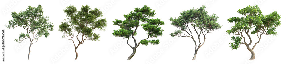 Obraz premium PNG Diverse realistic tree illustrations on transparent background