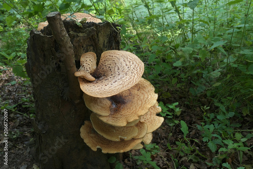 Photos Dryad's saddle. Mushrooms on a dead tree in the forest.