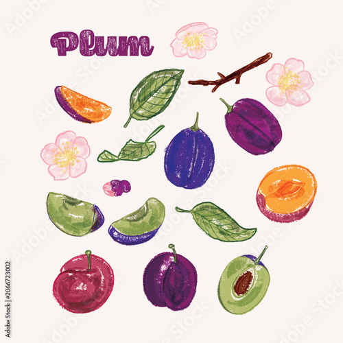 Plum crayon illustration set - colorful hand drawn elements, whole and halved fruits with blossoms and leaves
