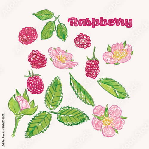 Raspberry crayon illustration set - colorful hand drawn elements, whole and halved fruits with blossoms and leaves
