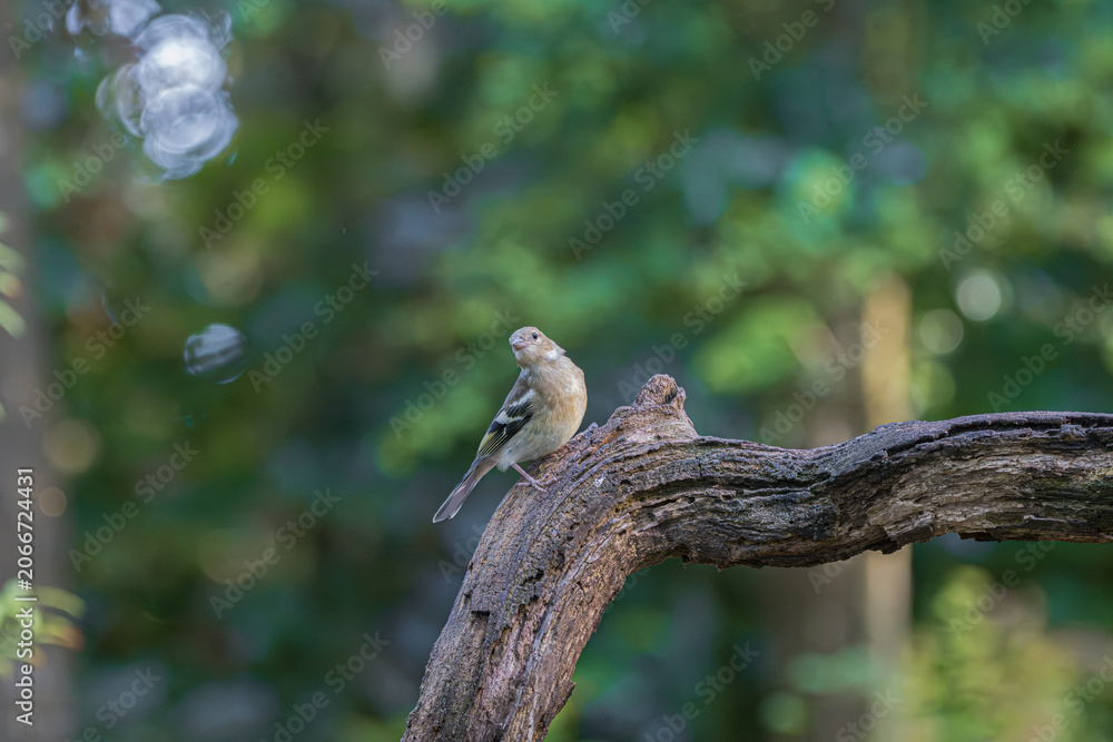 Fototapeta premium Small bird perched on a weathered tree branch in a sunlit forest
