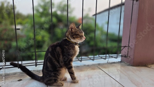 Young tabby cat resting comfortably on a tiled balcony with eyes closed. Charming domestic pet enjoying a quiet moment in natural daylight with blurred green scenery