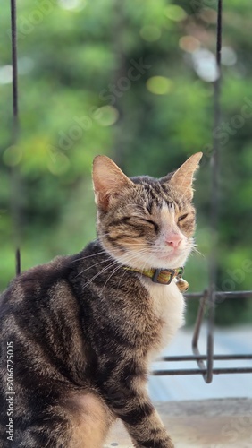 Beautiful tabby cat with eyes partially closed, sitting outdoors against a soft green background. Natural light enhances fur details, creating a calm and appealing pet portrait