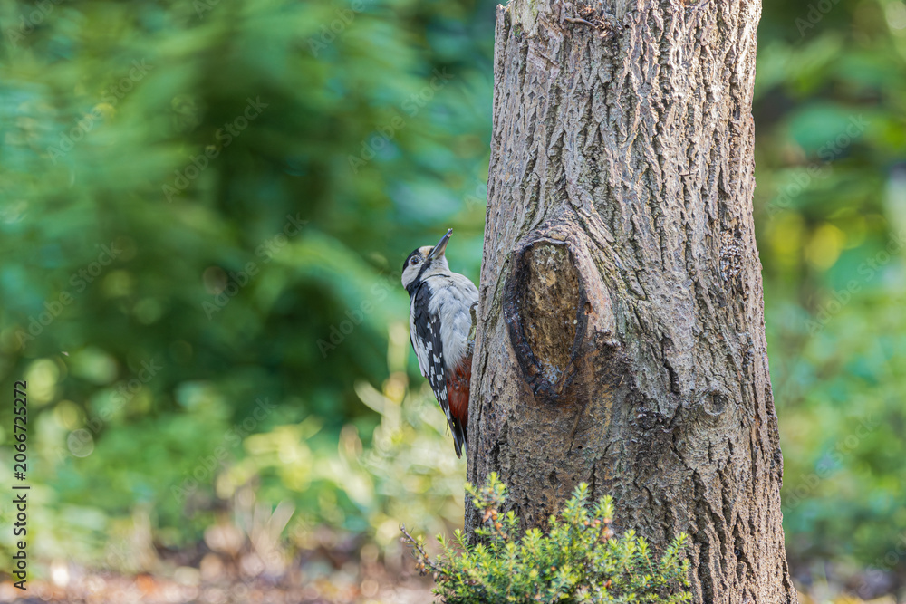 Obraz premium Great Spotted Woodpecker clings to a rough tree trunk in a sunlit forest setting