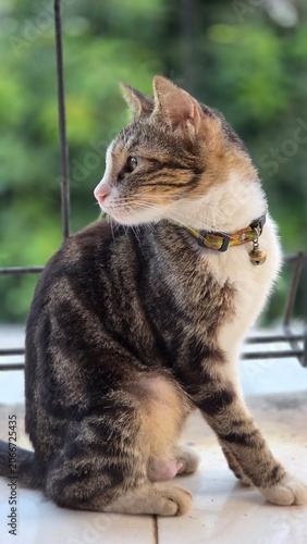 Elegant side-profile portrait of a tabby cat wearing a collar while sitting on a balcony. Natural outdoor lighting and soft green bokeh create a calm, appealing scene