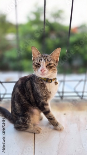 Domestic tabby cat resting on a tiled balcony with eyes gently closed. Natural outdoor pet portrait featuring soft bokeh, detailed fur patterns, and a relaxed, peaceful mood