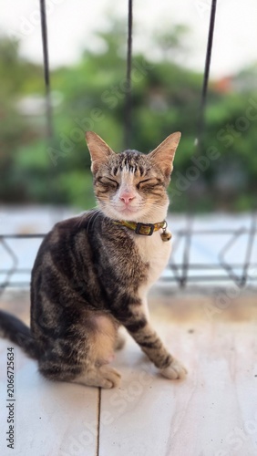 Peaceful tabby cat sitting comfortably with eyes closed on a balcony. Soft natural light and blurred greenery create a serene pet portrait ideal for lifestyle and animal themes