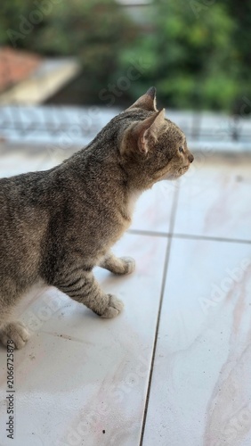 Domestic tabby cat walking across a tiled balcony while observing its surroundings. Natural outdoor pet photography with soft bokeh, detailed fur texture, and calm atmosphere
