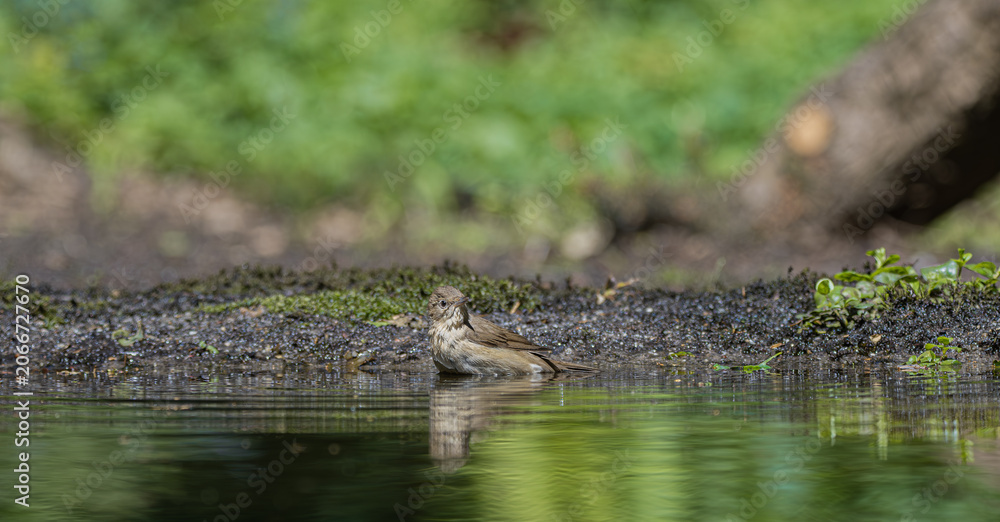 Fototapeta premium Small brown bird bathing in shallow water with reflections on a sunny day