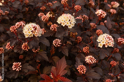 Quadro su tela Dark leaf ninebark shrub in bloom, Physocarpus opulifolius with purple leaves and white flowers background