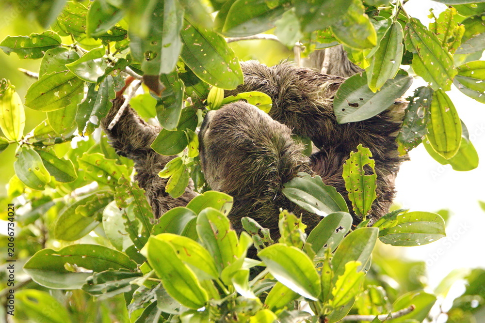 Fototapeta premium Brown-throated sloth (Bradypus variegatus) in a tree in the Cuyabeno Wildlife Reserve, outside of Lago Agrio, Ecuador