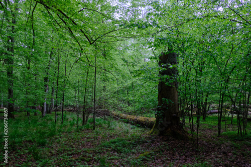 Fotografía Bialowieza forest old growth trees renewal