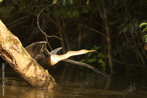 Foto Anhinga (Anhinga anhinga) perched on a dead above the river, in the Cuyabeno Wil