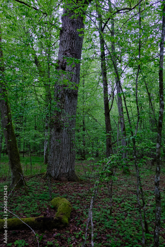 Obraz premium Ancient forest trees growing in bialowieza national park