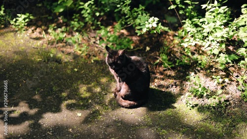 A spotted cat sits on a path illuminated by the sun and turns its head