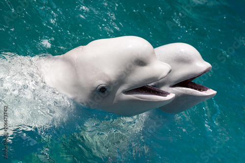 Foto Funny close up of two cute white beluga whales holding its mouth wide open, appearing to laugh or smile in clear, sunlit emerald ocean water with splashing foam