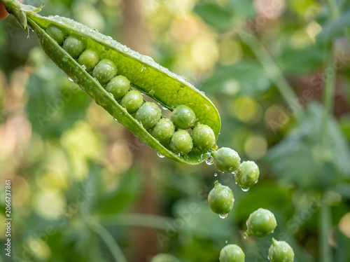 Fresh Green Peas Spilling from Pod, Macro Close-Up with Soft Focus Background