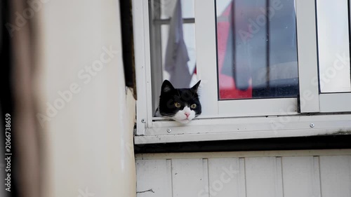 A spotted cat sticks its head out of the balcony and looks outside. Close-up