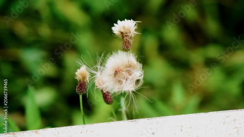 Insects are crawling on dandelions that have not yet opened. Close-up shooting