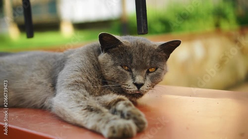 The grey cat lies impressively on the parapet and looks at the camera. Close-up shooting of an animal