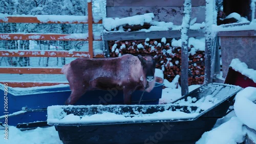 A deer in an aviary stands next to a feeding trough in winter and looks at the camera