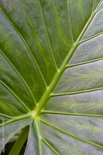Close-up of a tropical green leaf with prominent veins and natural texture pattern