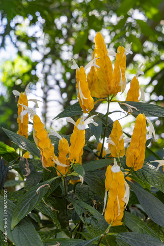 Golden shrimp plant with yellow flower spikes and white blooms in a sunlit tropical garden