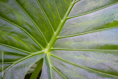 Close-up of a tropical green leaf with prominent veins and natural texture pattern