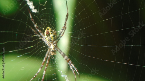 Foto spider on web