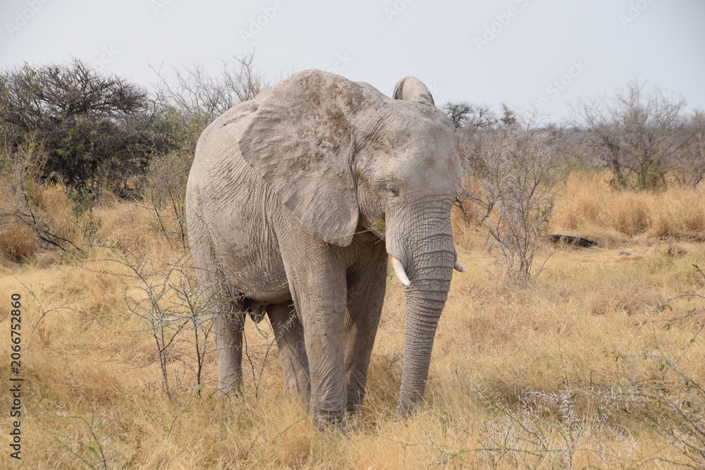 Fototapeta premium African Elephant, Etosha National Park, Namibia