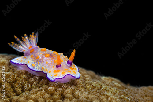 Colorful nudibranch macro on coral with dark background