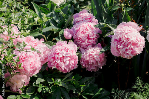 Slika na platnu Pink peony blooming in garden with lush green foliage background