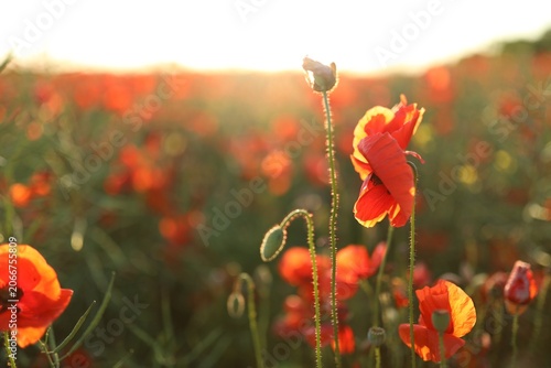 Beautiful red poppy flowers blooming in field at sunset, closeup. Space for text