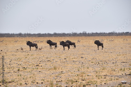 Photography Wildebeest, Etosha National Park, Namibia
