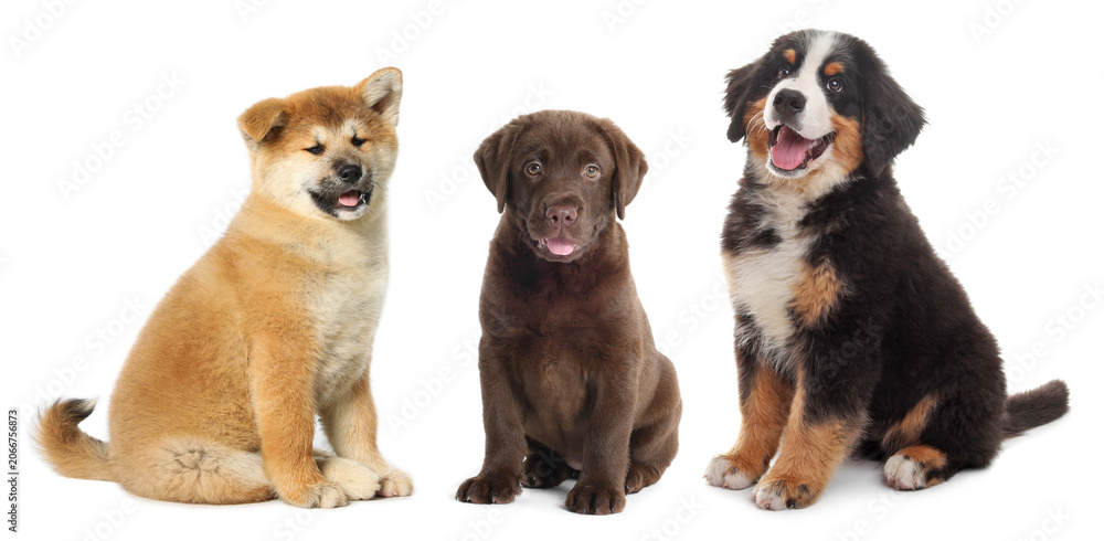 Fototapeta premium Adorable puppies on white background. Baby animals