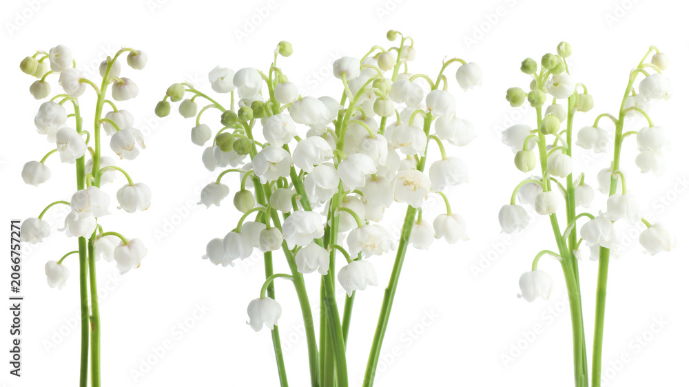Fototapeta premium Beautiful lily-of-the-valley flowers isolated on white, set