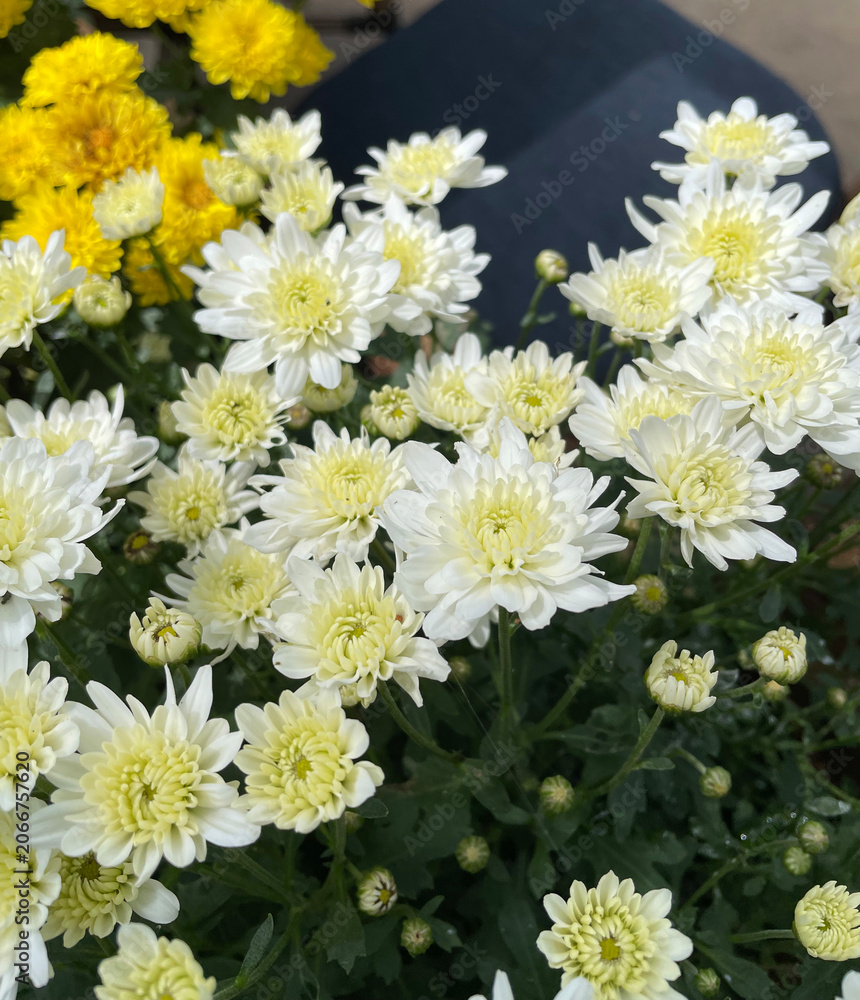 Obraz premium Beautiful blooming white and yellow chrysanthemum flowers in garden