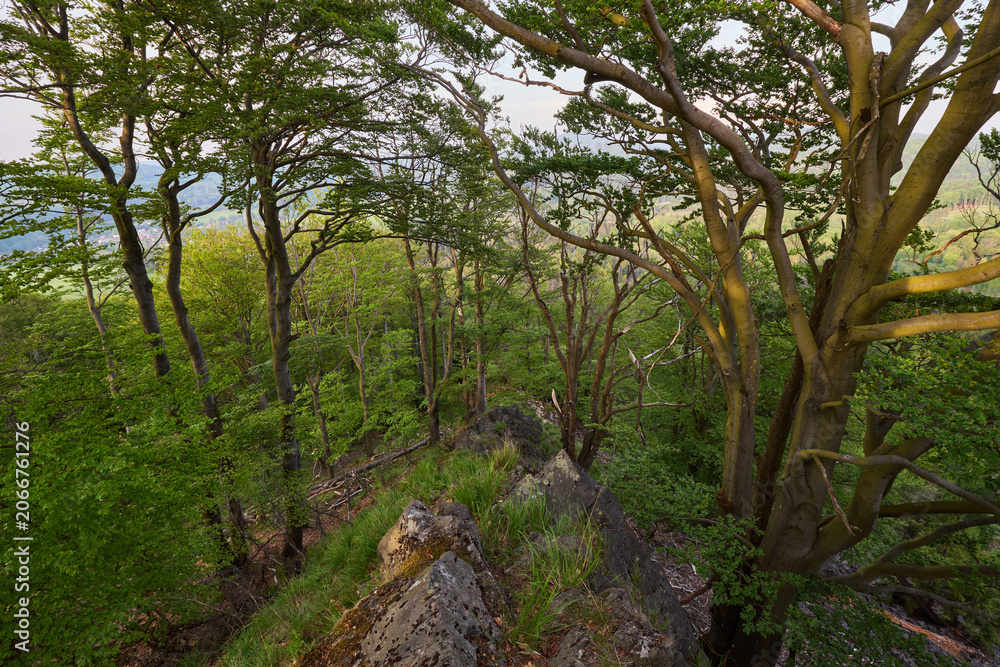 Fototapeta premium Green Beech Forest in Luzicke hory