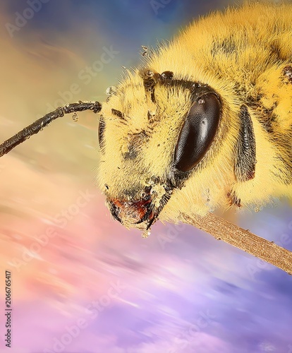 Extreme Close Up of Honey Bee Face with Shimmering Compound Eyes