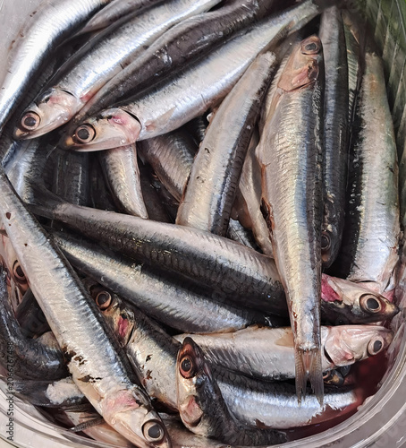 Anchovies - Italian Fish