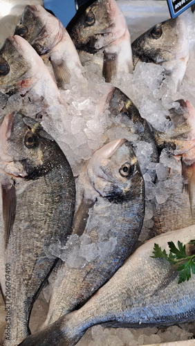 Close-up shot of Adriatic Sea bream - Italian fish