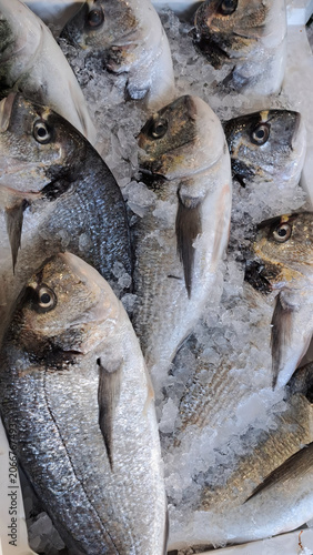 Close-up shot of Adriatic Sea bream - Italian fish
