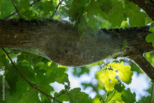 Quadro su tela Dense Silken Nest of Oak Processionary Caterpillars in Oak Canopy