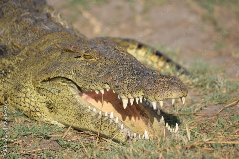 Fototapeta premium Nile Crocodile, Chobe River, Botswana